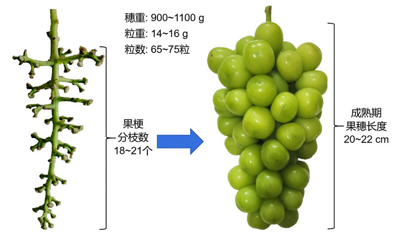 ‘阳光玫瑰’葡萄标准化果穗_副本.jpg