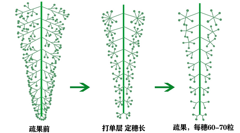 葡萄标准化整穗疏果模式_副本.jpg